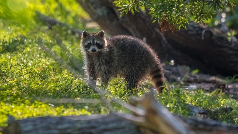 Professional vs DIY Wildlife Removal: Choosing the Best Approach